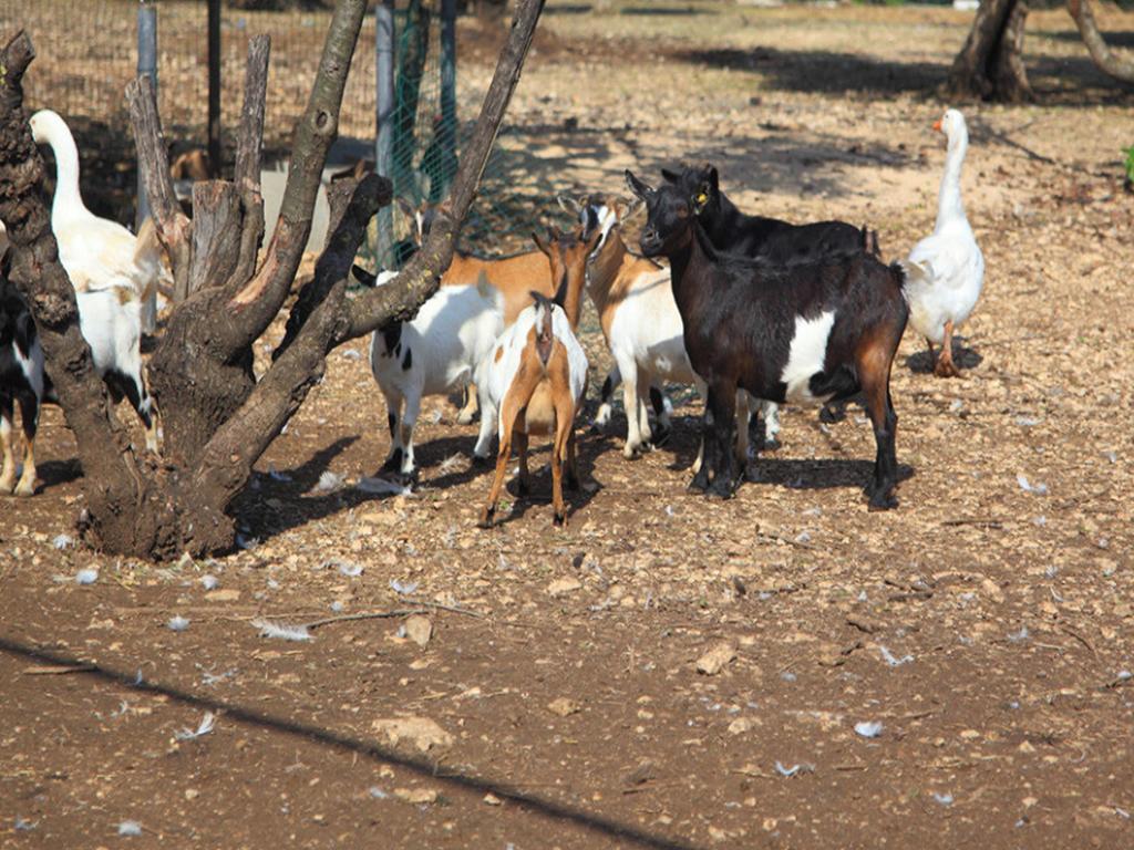 Tenuta Lama Gorga Trani Zewnętrze zdjęcie